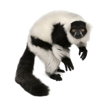 Siyah-beyaz yakalı lemur, Varecia variegata, 24 yaşında,