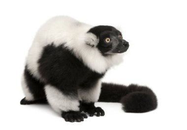 Black-and-white ruffed lemur, Varecia variegata, 24 years old, s clipart