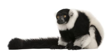 Siyah-beyaz yakalı lemur, Varecia variegata, 24 yaşında,