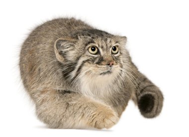 Pallas 'ın kedisi, Otocolobus Manul, 11 yaşında, beyaz adamın önünde. 