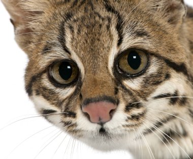 Oncilla, Leopardus tigrinus, 19 yaşında, beyaz poşetin önünde.