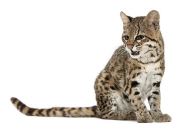 Oncilla, Leopardus tigrinus, 19 yaşında, W 'nin önünde oturuyor.
