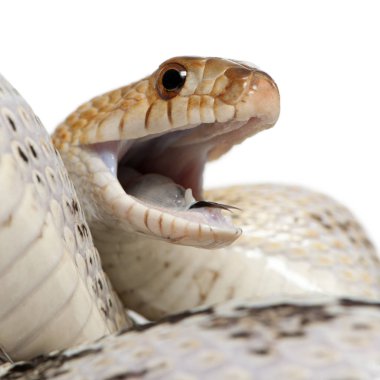 Pasifik sincap yılanı, aynı zamanda Sahil sincabı olarak da bilinir.