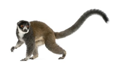 Dişi firavun faresi lemuru, Eulemur mongoz, 24 yaşında, önünde.