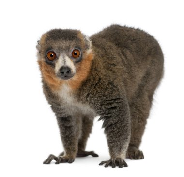 Erkek firavun faresi lemur, Eulemur Moğol, 26 yaşında, W 'nin önünde.