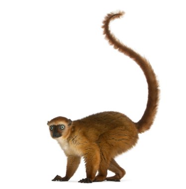 Dişi mavi gözlü siyah lemur, Eulemur flavifrons, 3 yaşında, I