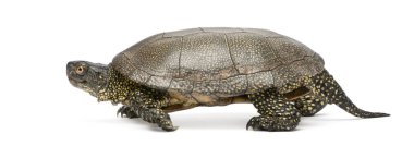 Avrupa gölet kaplumbağası, Emys orbicularis, beyaz sırtın önünde.