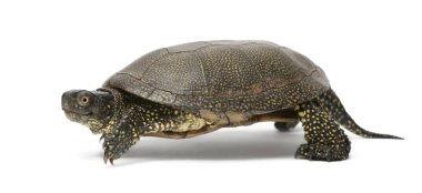 Avrupa gölet kaplumbağası, Emys orbicularis, yürüyüş