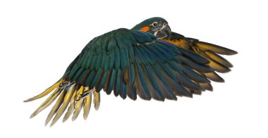 Mavi boğazlı Macaw, Ara glaucogularis, 4 aylık, uçakla geliyor. 