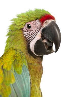 Great Green Macaw, Ara ambiguus, 5 months old, in front of white clipart