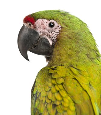 Büyük Yeşil Macaw, Ara ambiguus, 5 aylık, beyazın önünde.