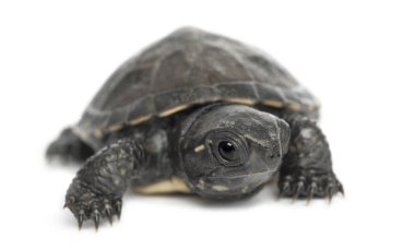 Avrupa gölet kaplumbağası, Avrupa gölet terrapini olarak da bilinir, Em.