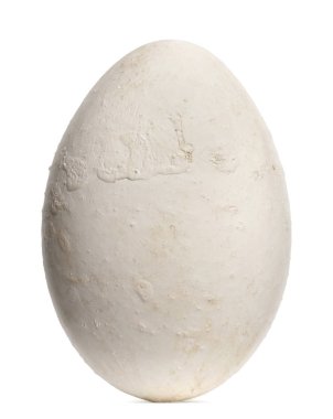 Dalmatian Pelican egg, Pelecanus crispus, 9 cm against white bac