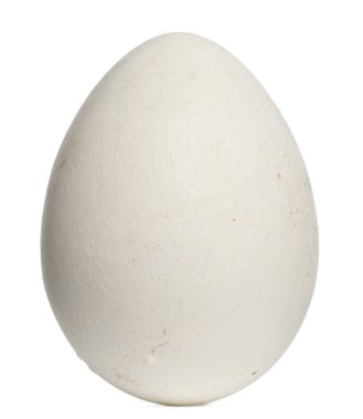 Afrika Penguen yumurtası, Spheniscus demersus, beyaz ba 'ya karşı 6.8 cm
