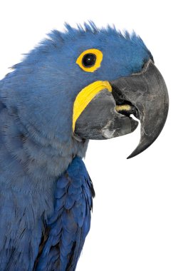 Hyacinth Macaw, Anodorhynchus sümbül, 30 yaşında, portra.