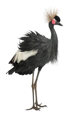 Black Crowned Crane, Balearica Pavonina, 15 yaşında, ayakta. 
