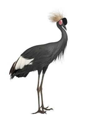 Black Crowned Crane, Balearica Pavonina, 15 yaşında, ayakta. 