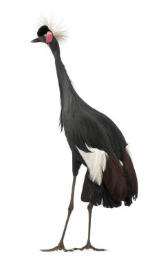 Black Crowned Crane, Balearica Pavonina, 15 yaşında, ayakta. 
