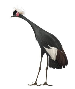Black Crowned Crane, Balearica Pavonina, 15 yaşında, ayakta. 