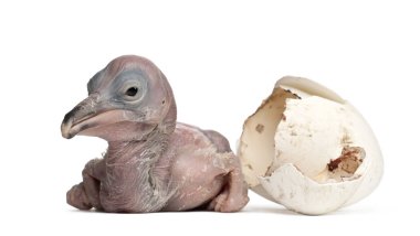 Dalmaçyalı Pelikan, Pelecanus crispus, 48 saatlik, hemen yanında.
