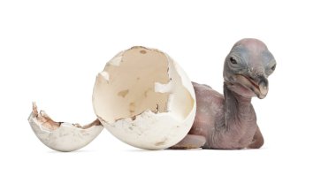 Dalmaçyalı Pelikan, Pelecanus crispus, 48 saatlik, hemen yanında.