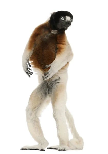 Coronado Sifaka, Propithecus coronatus, 14 años, de pie en — Foto de Stock