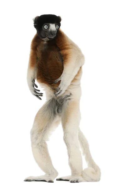 Crowned Sifaka, Propithecus coronatus, 14 years old, standing in — Stock Photo, Image