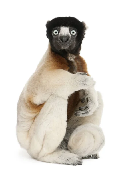 Coroado Sifaka, Propithecus coronatus, 14 anos, sentado em — Fotografia de Stock