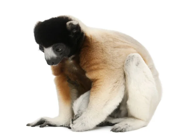 Crowned Sifaka, Propithecus coronatus, 14 years old, sitting in — Stock Photo, Image