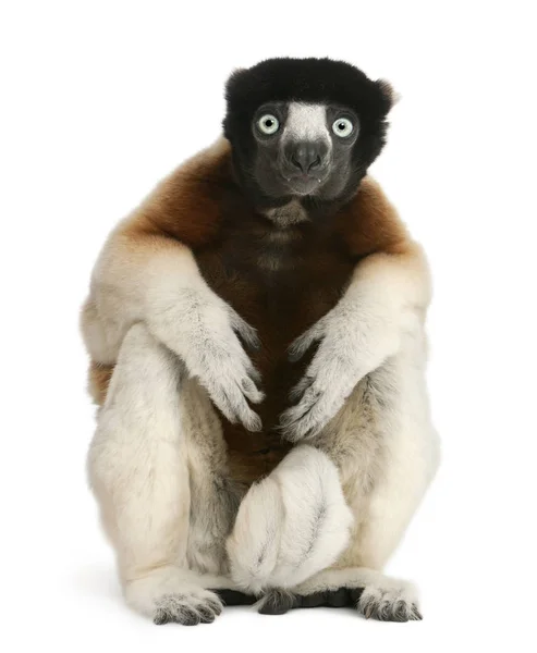 Korunovaný sifaka, Propithecus coronatus, 14 let, sedí v — Stock fotografie