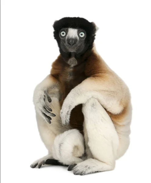 Kronan Sifaka, Propithecus coronatus, 14 år, sittande i — Stockfoto