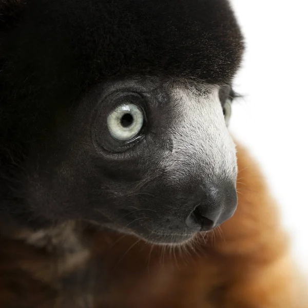 Coroado Sifaka, Propithecus coronatus, 14 anos, na frente de — Fotografia de Stock