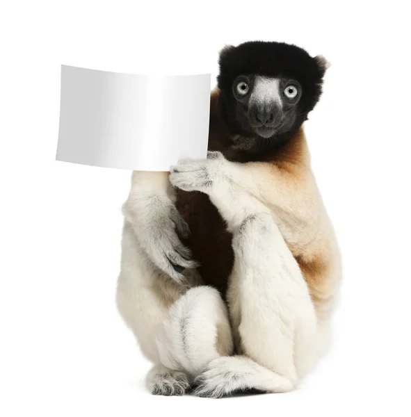 Gekrönte Sifaka, Propithecus coronatus, 14 Jahre alt, mit Bla — Stockfoto