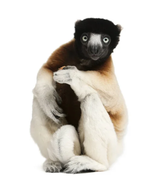 Kronan Sifaka, Propithecus coronatus, 14 år, sittande i — Stockfoto