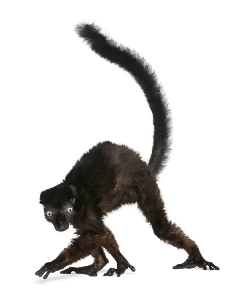 男蓝眼睛黑狐猴，欧拉穆尔羊角，14岁 — 图库照片