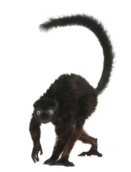 Hombre Blue-eyed Black Lemur, Eulemur flavifrons, 14 años, in — Foto de Stock