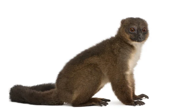 Red-bellied Lemu, Eulemur rubriventer, 21 years old, sitting in — Stock Photo, Image