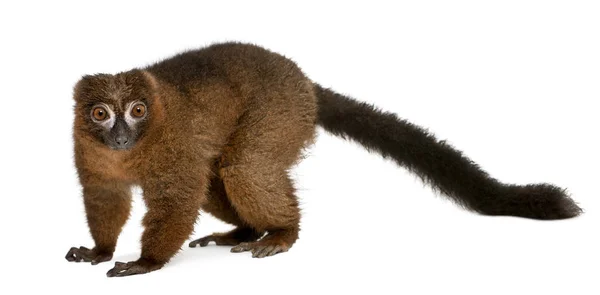 Red-bellied Lemu, Eulemur rubriventer, 21 years old, in front of — Stock Photo, Image