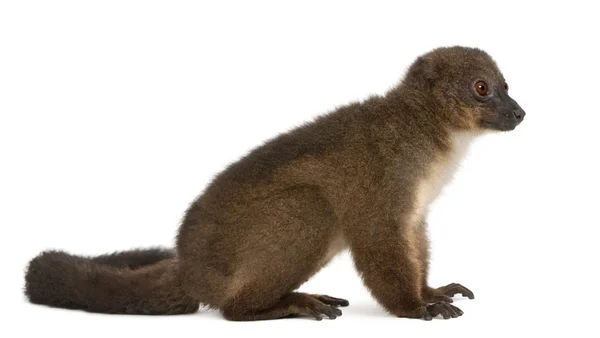 RoodbuikLemu, Eulemur rubriventer, 21 jaar oud, zittend in — Stockfoto