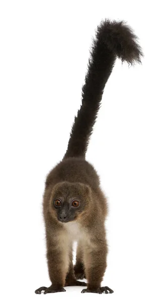 Red-bellied Lemu, Eulemur rubriventer, 21 years old, in front of — Stock Photo, Image