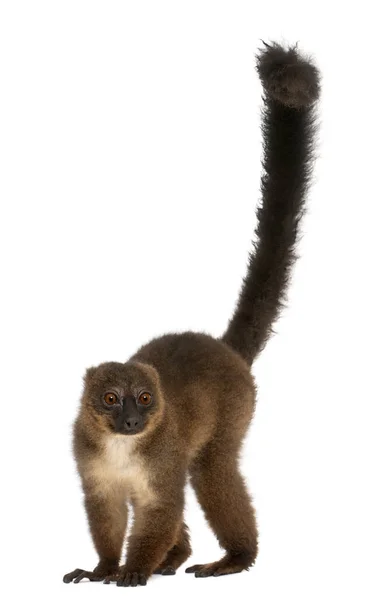 Red-bellied Lemu, Eulemur rubriventer, 21 years old, in front of — Stock Photo, Image