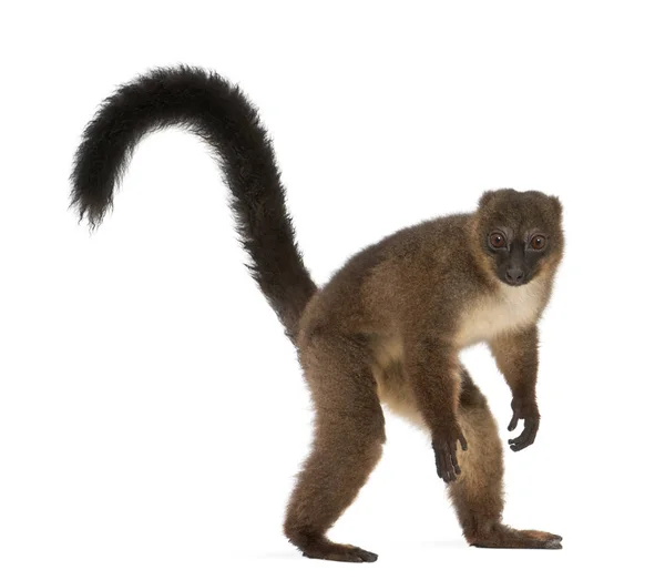 Red-bellied Lemu, Eulemur rubriventer, 21 years old, in front of — Stock Photo, Image