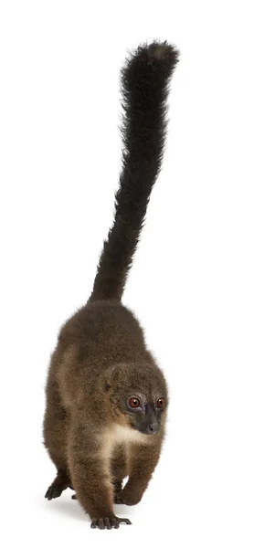 Red-bellied Lemu, Eulemur rubriventer, 21 years old, in front of — Stock Photo, Image