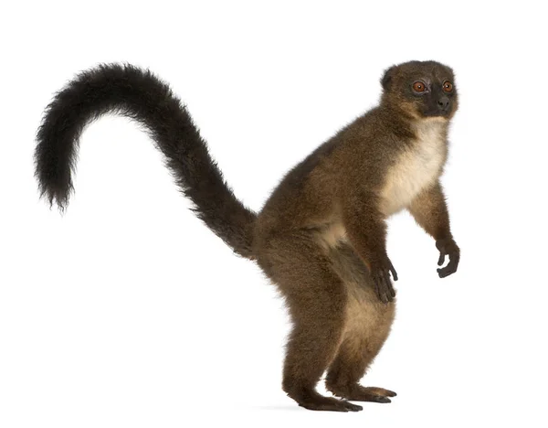 Rödmagad Lemu, Eulemur rubriventer, 21 år, framför — Stockfoto