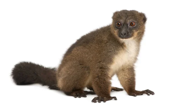 Red-bellied Lemu, Eulemur rubriventer, 21 years old, sitting in — Stock Photo, Image