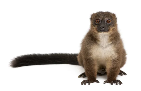 Red-bellied Lemu, Eulemur rubriventer, 21 years old, in front of — Stock Photo, Image