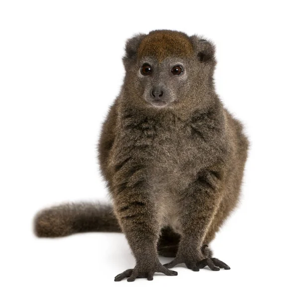 Lac Alaotra bamboo lemur, Hapalemur alaotrensis, 11 years old, i — ストック写真