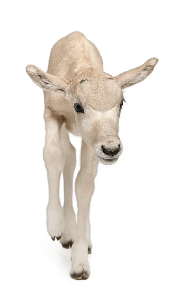 Addax, Addax nasomaculatus, 3 days old, standing in front of whi — Stock Photo, Image