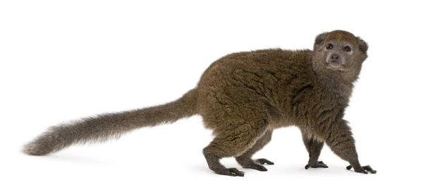 Lac Alaotra bambu lemur, Hapalemur alaotrensis, 11 år, i — Stockfoto