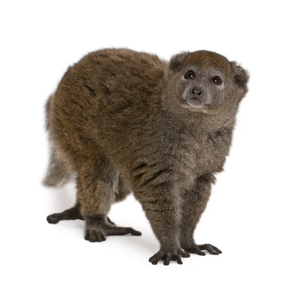 Lac Alaotra bamboo lemur, Hapalemur alaotrensis, 11 jaar oud, i — Stockfoto